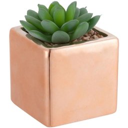Suculenta com Vaso 10cm B - 2