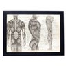 Quadro Decorativo Corpo Humano - Anatomia P8759 - 1