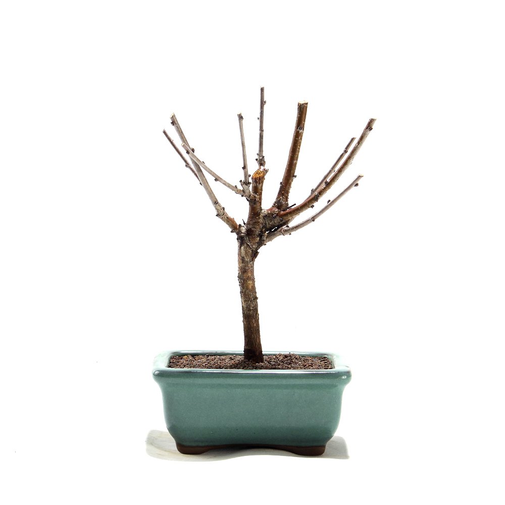 Bonsai Mini Sakurá 02 Anos