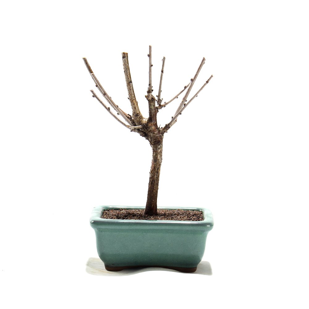 Bonsai Mini Sakurá 02 Anos - 2