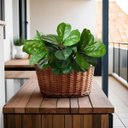 Ver imagem 1 de 9 Plantas Artificiais Ficus Lyrata Verdes 45cm para Vasos, Arranjos com Folhagem com Toque Natural