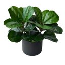 Ver imagem 4 de 9 Plantas Artificiais Ficus Lyrata Verdes 45cm para Vasos, Arranjos com Folhagem com Toque Natural