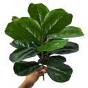 Ver imagem 3 de 9 Plantas Artificiais Ficus Lyrata Verdes 45cm para Vasos, Arranjos com Folhagem com Toque Natural