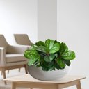 Ver imagem 5 de 9 Plantas Artificiais Ficus Lyrata Verdes 45cm para Vasos, Arranjos com Folhagem com Toque Natural
