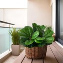 Ver mais imagens de 9 Plantas Artificiais Ficus Lyrata Verdes 45cm para Vasos, Arranjos com Folhagem com Toque Natural
