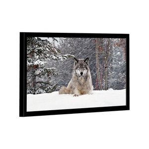 Quadro Lobo Cinzento -- Br Artes