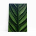 Ver imagem 1 de Folha Planta Natureza Verde Fotografia Quadro Canvas 60x40cm