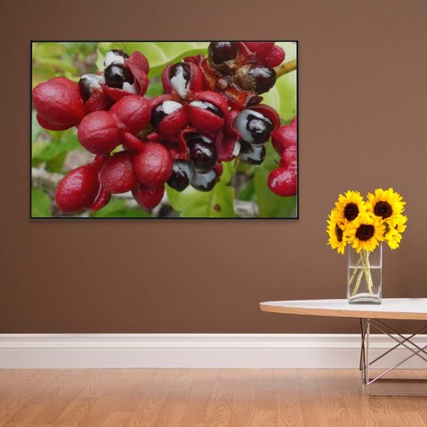 Quadro Guaraná Selvagem com Frutas Amazônia Decor&quadros Nat123 120x80 Cm Tecido Canvas