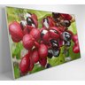 Quadro Guaraná Selvagem com Frutas Amazônia Decor&Quadros NAT123 120x80 cm Tecido Canvas - 4