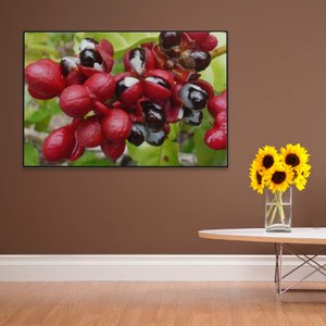 Quadro Guaraná Selvagem com Frutas Amazônia Decor&Quadros NAT123 120x80 cm Tecido Canvas