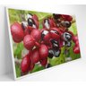Quadro Guaraná Selvagem com Frutas Amazônia Decor&Quadros NAT123 120x80 cm Tecido Canvas - 5