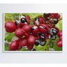 Quadro Guaraná Selvagem com Frutas Amazônia Decor&Quadros NAT123 120x80 cm Tecido Canvas - 7