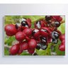 Quadro Guaraná Selvagem com Frutas Amazônia Decor&Quadros NAT123 120x80 cm Tecido Canvas - 8