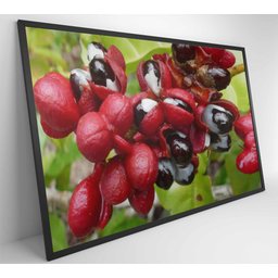 Quadro Guaraná Selvagem com Frutas Amazônia Decor&Quadros NAT123 120x80 cm Tecido Canvas - 3