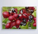Ver mais imagens de Quadro Guaraná Selvagem com Frutas Amazônia Decor&quadros Nat123 120x80 Cm Tecido Canvas