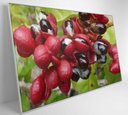 Ver imagem 4 de Quadro Guaraná Selvagem com Frutas Amazônia Decor&quadros Nat123 120x80 Cm Tecido Canvas