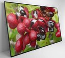 Ver imagem 6 de Quadro Guaraná Selvagem com Frutas Amazônia Decor&quadros Nat123 120x80 Cm Tecido Canvas