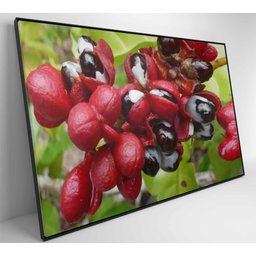 Quadro Guaraná Selvagem com Frutas Amazônia Decor&Quadros NAT123 120x80 cm Tecido Canvas - 6