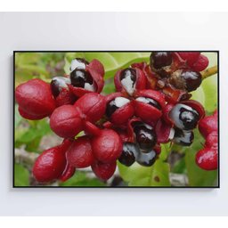 Quadro Guaraná Selvagem com Frutas Amazônia Decor&Quadros NAT123 120x80 cm Tecido Canvas - 9
