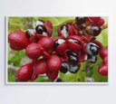 Ver imagem 7 de Quadro Guaraná Selvagem com Frutas Amazônia Decor&quadros Nat123 120x80 Cm Tecido Canvas