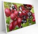 Ver imagem 5 de Quadro Guaraná Selvagem com Frutas Amazônia Decor&quadros Nat123 120x80 Cm Tecido Canvas