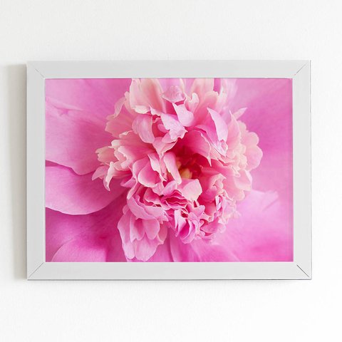 Quadro Paeonia Lactiflora Flor Rosa Moldura Branca 60x40cm