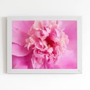 Ver imagem 1 de Quadro Paeonia Lactiflora Flor Rosa Moldura Branca 60x40cm