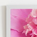 Ver imagem 2 de Quadro Paeonia Lactiflora Flor Rosa Moldura Branca 60x40cm