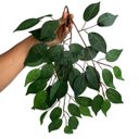 Ver imagem 4 de Kit 18 Folhas de Fícus Artificial Grande para Árvores Jardins e Ambientes