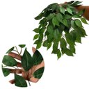 Ver imagem 1 de Kit 18 Folhas de Fícus Artificial Grande para Árvores Jardins e Ambientes