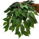 Ver imagem 5 de Kit 18 Folhas de Fícus Artificial Grande para Árvores Jardins e Ambientes