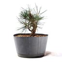 Ver imagem 2 de Pré Bonsai Pinheiro Negro 12 Anos