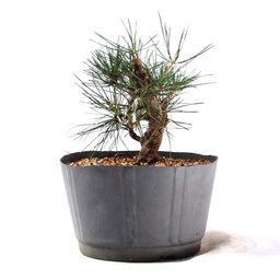 Pré Bonsai Pinheiro Negro 12 Anos - 2