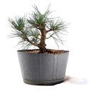 Ver imagem 1 de Pré Bonsai Pinheiro Negro 12 Anos
