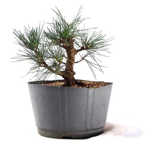 Pré Bonsai Pinheiro Negro 12 Anos