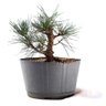 Pré Bonsai Pinheiro Negro 12 Anos - 1