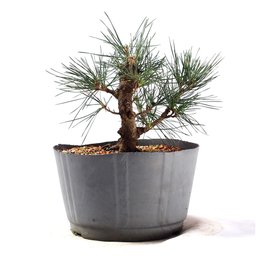 Pré Bonsai Pinheiro Negro 12 Anos - 3