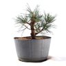 Pré Bonsai Pinheiro Negro 12 Anos - 3