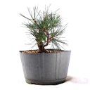 Ver imagem 4 de Pré Bonsai Pinheiro Negro 12 Anos