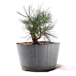 Pré Bonsai Pinheiro Negro 12 Anos - 4