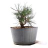 Pré Bonsai Pinheiro Negro 12 Anos - 4