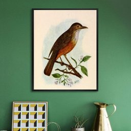 Quadro Decorativo Sabiá Laranjeira 45x34cm - com Vidro:madeira Branca - 2 Quadro Decorativo Sabiá Laranjeira 45x34cm - com Vidro:madeira Branca - 2