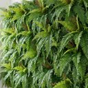 Ver imagem 1 de 9 Folhagens de Samambaia Artificial 40cm Planta Decorativa Permanente em Silicone