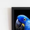Arara Azul-grande Aves Animais Quadro Moldura Preta 60x40cm - 2