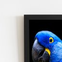 Ver imagem 2 de Arara Azul-grande Aves Animais Quadro Moldura Preta 60x40cm