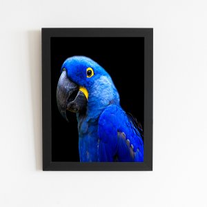 Arara Azul-grande Aves Animais Quadro Moldura Preta 60x40cm