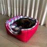 Cama para Cachorro Toca Quadrada em Corino + Poliéster Rosa e Lilás Média (m) 40 X 40 X 40 Cm - 2