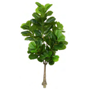 Ver imagem 1 de Planta Árvore Artificial Ficus Lyrata Real Toque X82 Verde 1,5m